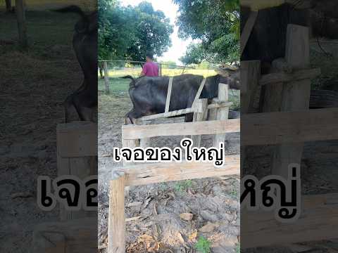 แบบนี้ก็ดิ้น #ควาย #ควายงาม #ควายไทย #เลี้ยงควาย #animals #farming #buffalo #cow #funny #farm #cute
