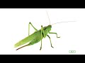 Insect Communication and Sound Production