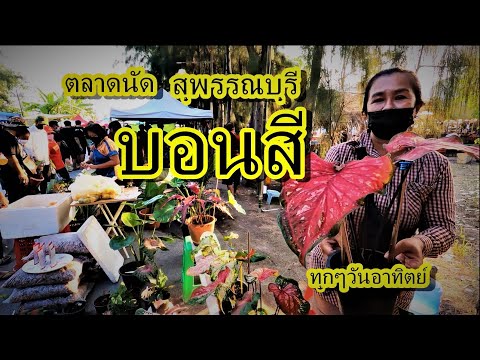 ตลาดนัดบอนสีสุพรรณบุรี,ไม้ด่างไม้ประดับ,มีทุกวันอาทิตย์ตั้งแ Anan kemthong ตลาดนัดบอนสีสุพรรณบุรี,ไม้ด่างไม้ประดับ,มีทุกวันอาทิตย์ตั้งแ