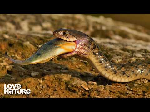 Desperate Hungry Snake Targets Lone Mouse | Extreme Snakes 101