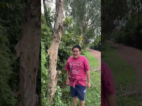 NHẢY DỰA VÔ CÂY #phadene #shorts