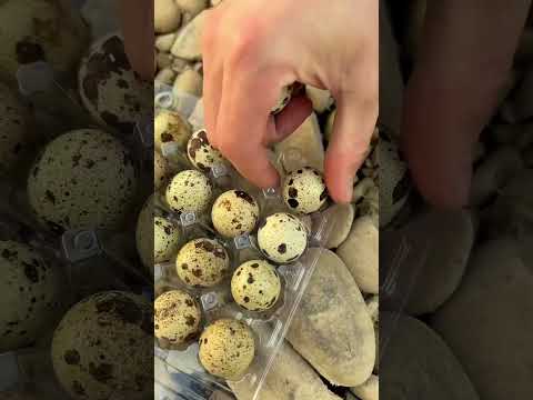 Life hacks for survival with tin cans🥫✅