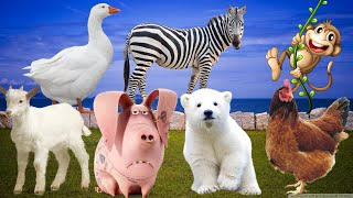 Farm animals - cows, cats, pigs, chickens, ducks, goats