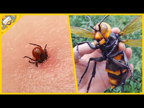 10 Nejnebezpečnějších Druhů Hmyzu Na Světě