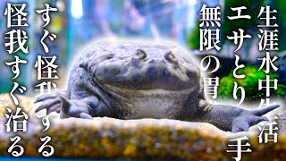【生涯水中生活】南米の巨大な肉食ガエルを500日育てた結果こうなりました【総集編＋α】