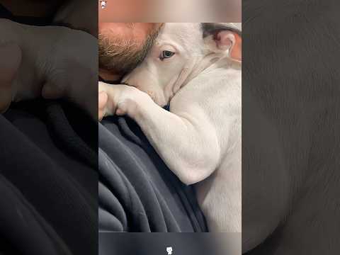 Dog is afraid of its vet #funny #youtube #funnypet #animals