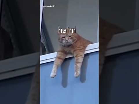 Die Dawgs sind alt #lustig #witzig #funny #tiere #animals #meme #lachen #happy #2homiedawgs