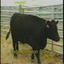 Body Condition Scoring in Cows