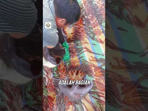 Inilah Alasan Nelayan Membuang Ujung Tentakel Ubur-ubur