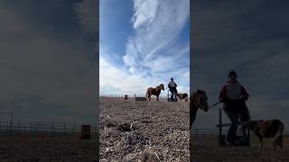 Time-lapse is my new favourite thing! #horse #horse #equestrian