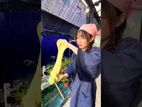 Matcha Mochi #feedshorts #shortvideo #shorts #mochi #mochijepang