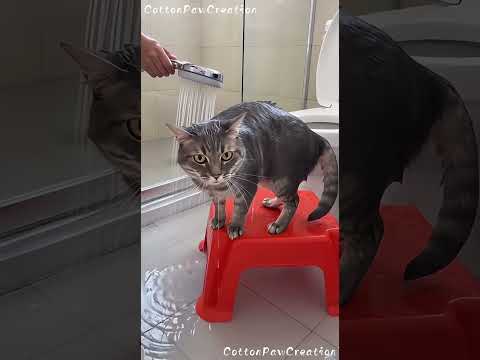 Peaceful bath… destroyed in 1 second 😭🐾