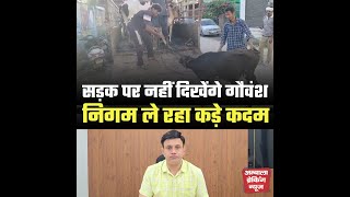 सड़क पर घूम रहे गौवंशो से मुक्त होगा अंबाला, निगम कर रहा कड़े प्रयास