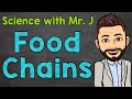 Understanding Food Chains