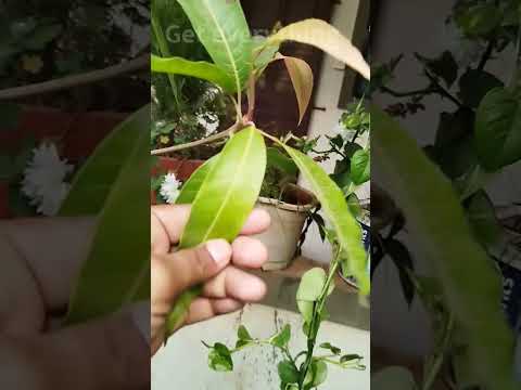 दात पांढरे शुभ्र, तोंडाचा वास मिनिटांत गायब #reels #viral #shorts #youtubeshorts