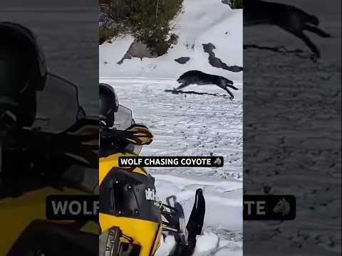 The size difference is crazy ๐ณ #wolf #coyote #wildanimals #outdoors #canada #animals #wildlife