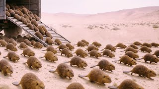 The Desert Was Dying… Then Beavers Arrived