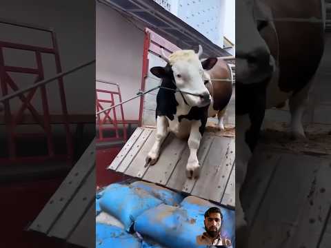 Qurbani big bull unloading ๐ฅฐ๐ #shorts