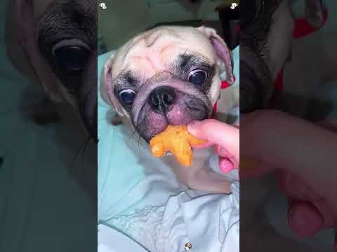 They are always hungry🤣🐶 #shortsfeed #funnyshorts #viralshorts