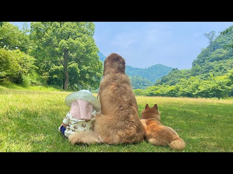楽しい時間を振り返るように景色を眺める豆柴とゴールデンレトリバーと1歳児
