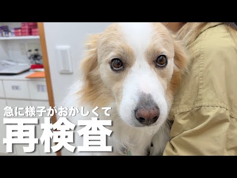 様子がおかしくて病院へ行くと再検査になりました...【ボーダーコリー•ゴールデンレトリバー】