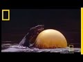 Otter and Puffer Fish Interaction