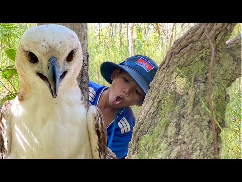 A Curious Young Man and the Majestic Eagle. #wildlife #eagleowl #nature #eagletfight #birds