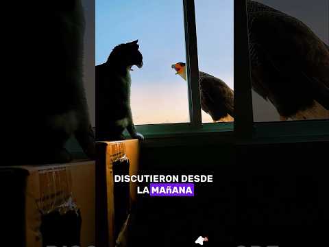 Bird with cat envy #animals #Friendship #Us#cat#bird
