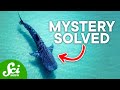 Science Discoveries of 2020