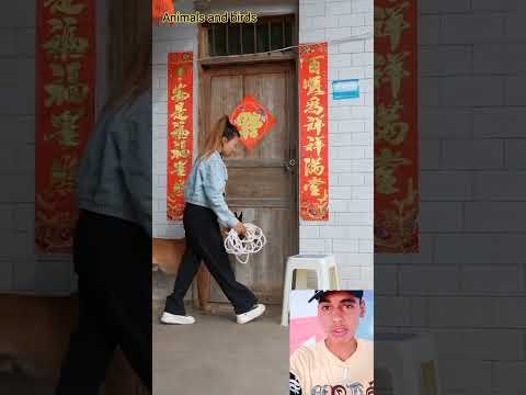 كلب ينقذ فتاة من السقوط من علي الجبل ⛰️ أذكي كلب في العالم shorts##funny #shorts #dogs #dog#fypシ #fy