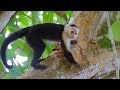 Capuchin Monkeys in Costa Rica