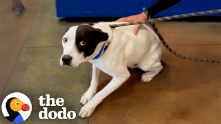Scared Pittie Shakes In Shelter After Being Abandoned | The Dodo