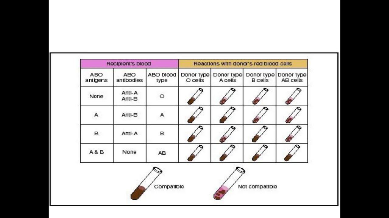 Virtual Blood Typing Lab Answer Key: Unraveling the Mysteries of Blood Types