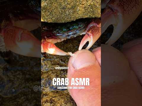 Satisfying Crab Eating | Crab ASMR