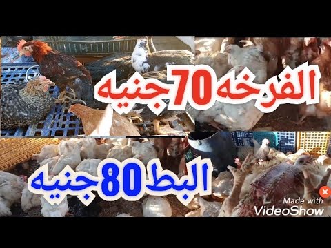 معقول اسعار🐓🐔الفراخ 70جنيه🪿🦆البط80جنيه🐔🪿