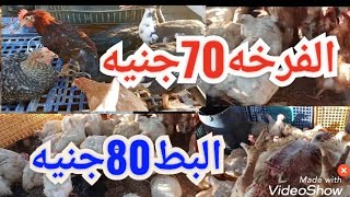 معقول اسعار🐓🐔الفراخ 70جنيه🪿🦆البط80جنيه🐔🪿