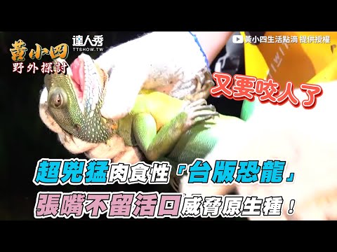 【超兇猛肉食性「台版恐龍」張嘴不留活口威脅原生種！】｜@黃小四生活點滴