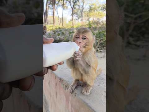 dudu pita bandar ka bachcha 🍼🐵❤️#bandar #monkeyvideo #animals #monkey 01997