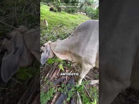 Why This Cow Feels No Pain?  😰