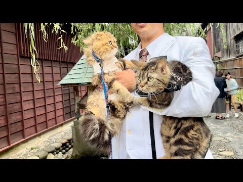 猫たちと一緒に旅行したら自然いっぱいで最高すぎました 【岐阜県郡上八幡編】