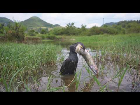 This Bird Caught a GIANT Fish!
