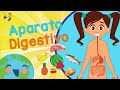 Sistema Digestivo y Funciones