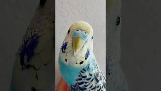 НАНАНА #pet #birds #youtubeshorts #budgies #parrot #cute #funnyshorts #shortviral #shorts #makeup