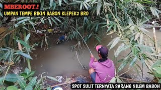 YA AMPUN! MANCING DI BAWAH POHON BAMBU SARANG NILEM BESAR BESAR || UMPAN MURAHAN GAK DI RAGUKAN LAGI