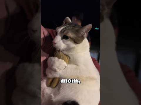 This Cat Can’t Go Anywhere Without Her Favorite Toy #shorts #funny #cat #baby