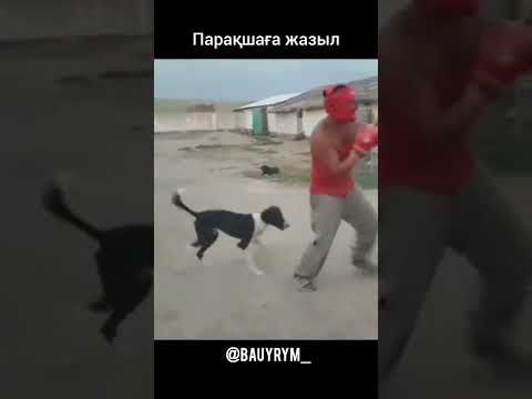 #шавкат рахмонов #әзіл
