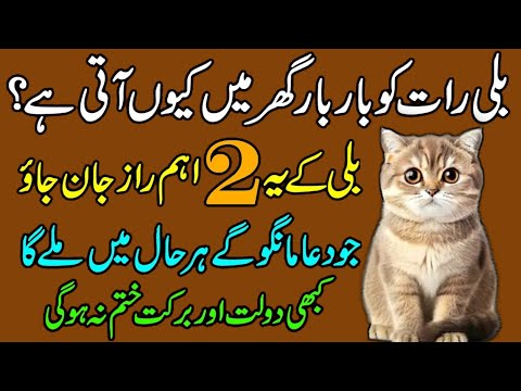 Billi Raat ko bar bar ghar men Kun aati hy | 2 important things about cat | History info official