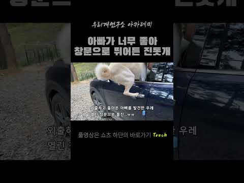 아빠가 좋아 창문으로 돌진한 우레~ #우리개연구소 #진돗개일상 #강아지키우기