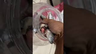 Cách Làm Nước Mắm Cá Nục #nuocmamngon #nuocmam