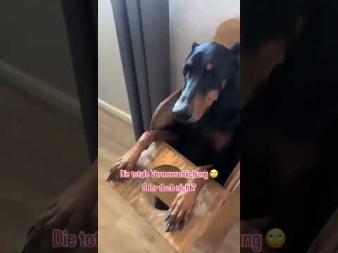 Ein HUNDESTUHL? 😱 Vermenschlichung von Hunden
